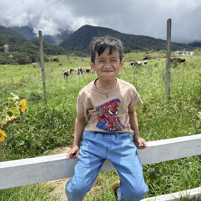 Cow-majestic view at Kinabalu