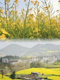 The Unmatched Beauty of Luoping's Rapeseed Flower Fields