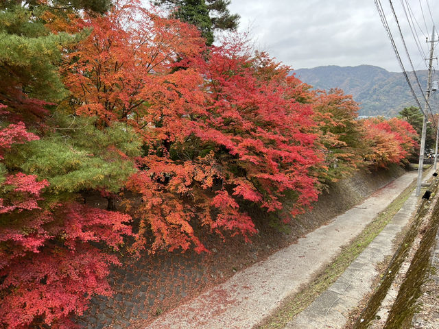 富士山河口湖 楓葉迴廊🍁