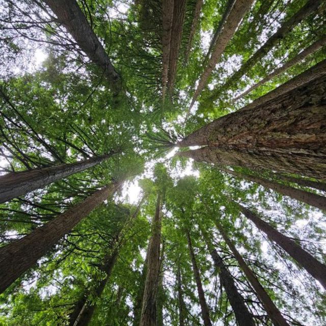 Great Otway National Park, Victoria