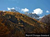 Best Autumn Viewing Experience 3/3 [Beyond Chonggu Grassland, Yading Nature Reserve]