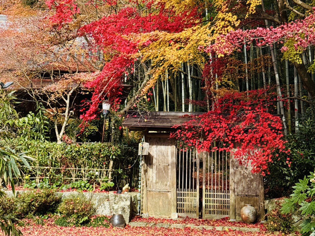 【神戸観光】再度公園