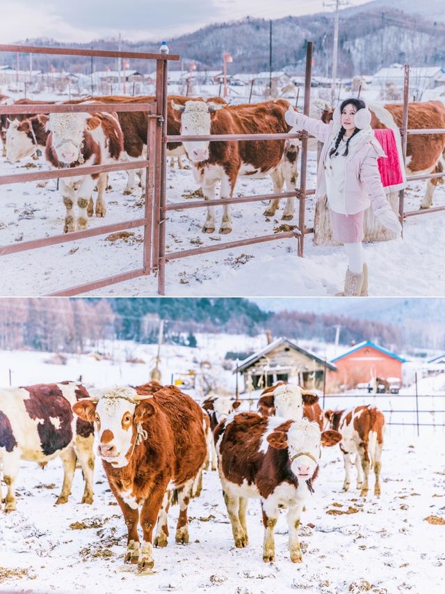 哈爾濱旅行丨比起雪鄉我更喜歡雪谷