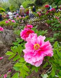 上海中山公園牡丹遊園會來啦，這個週末來賞花聽曲吧