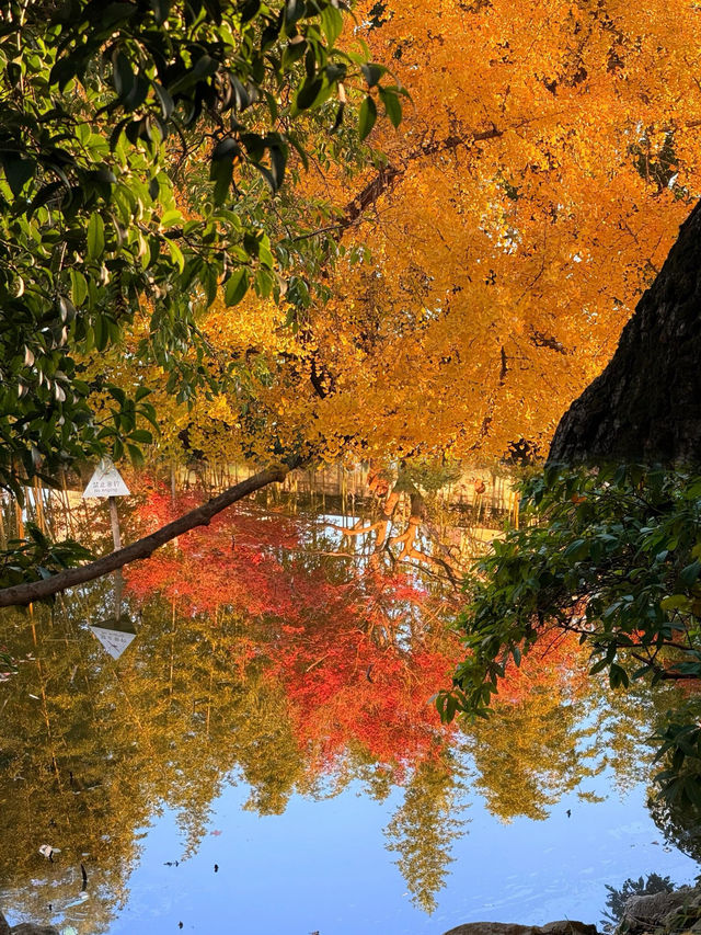 12.1 實拍桂林公園！秋天的上海已經美到令人窒息……