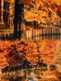 南京的「莫奈花園」｜明孝陵