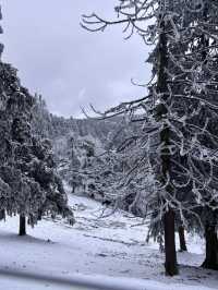 仙女山·在雪舞的世界，感受仙女山的純白童話