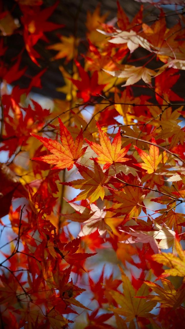 在棲霞山拍到了南京紅葉天花板