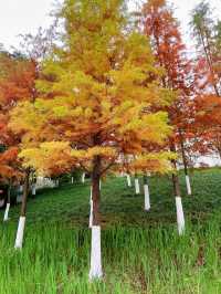 重慶金海灣濱江公園