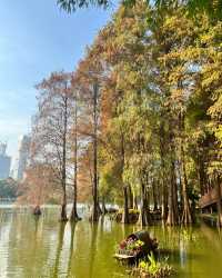 洪湖公園，落羽杉紅透半邊天