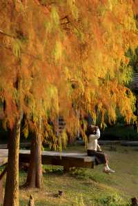 落羽杉季節至少要來拍完這個公園才沒有遺憾