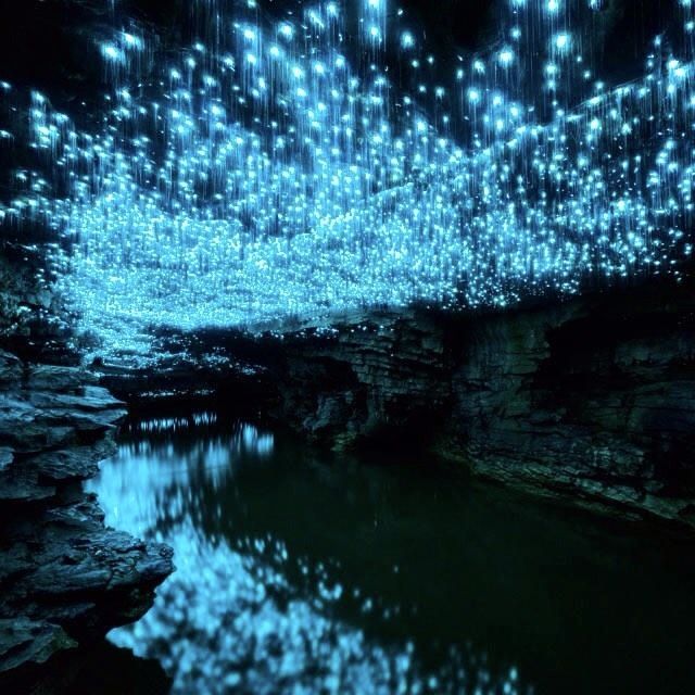 Discover the Enchanting Blue Glowworm Caves of Waitomo