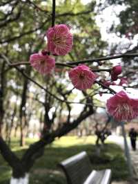 上海莘莊公園冬日賞梅攻略