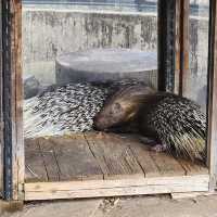 Inokashira Park Zoo