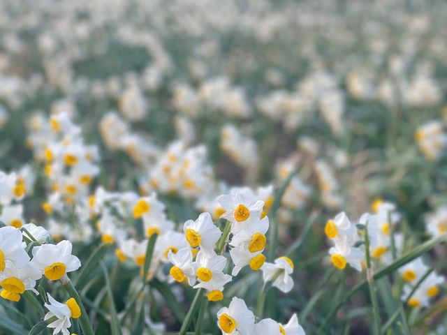 【2024情人節】葛西臨海公園水仙花展，浪漫約會好去處