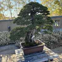 Life Lessons from a Bonsai Tree