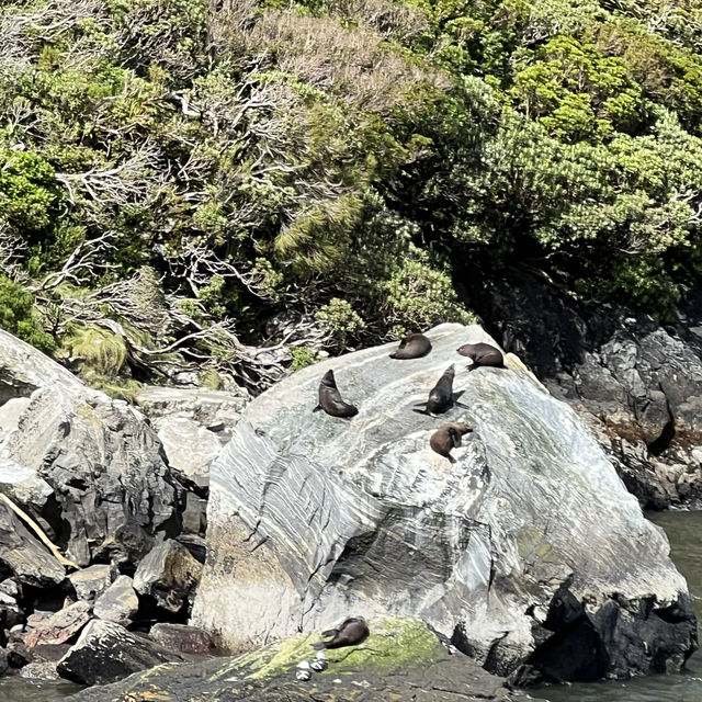 Sunny day at Milford Sound✨✨✨