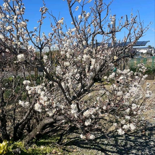 Cherry Blossom in Japan