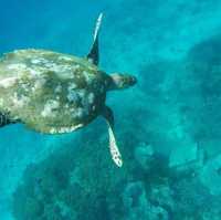 Snorkeling Adventure at Bali's Blue Lagoon: A Marine Wonderland