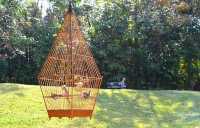 Birds telling your fortune in Singapore - Kebun Baru Birdsinging Club