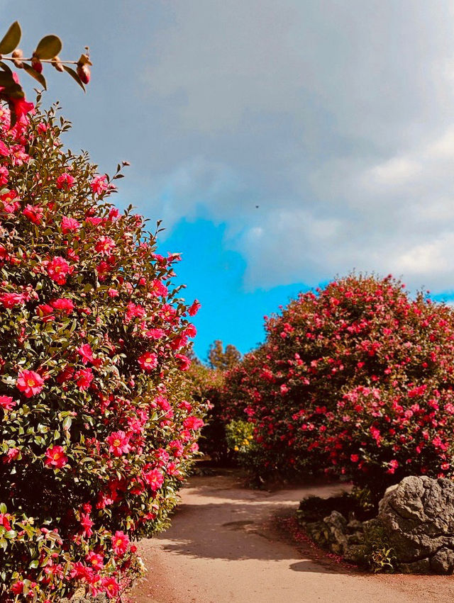 A Camellia Wonderland