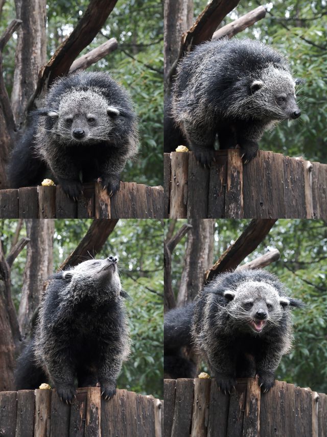 在雲南野生動物園拍到人生照片，真的不是非洲