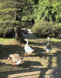 上海西郊賓館 有自己的後（動）花（物）園