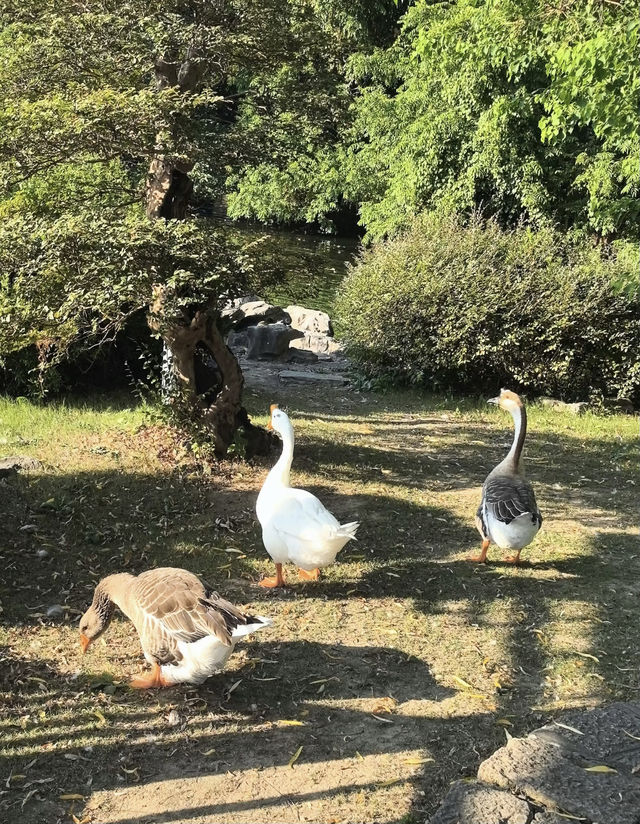 上海西郊賓館 有自己的後（動）花（物）園