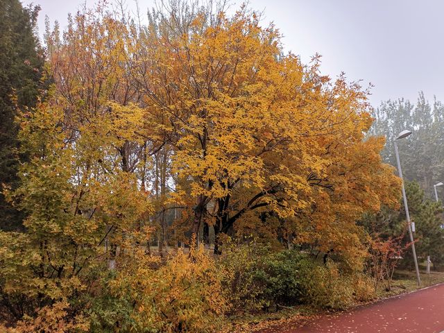 奧林匹克森林公園。