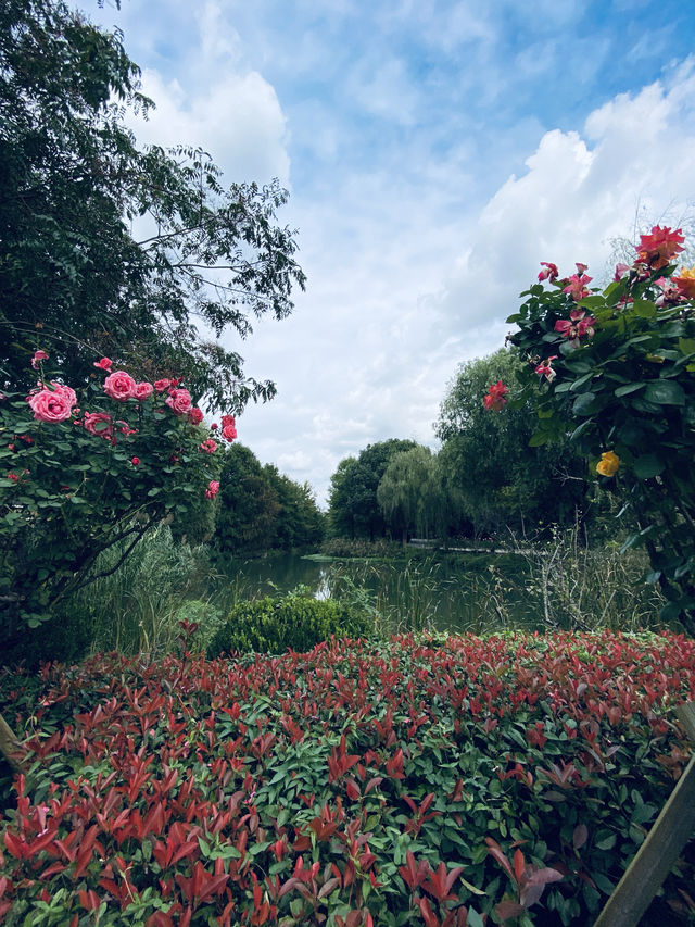 江蘇·太倉思鈿月季公園/月季夫人蔣恩細紀念館。