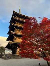 Explore the Stunning Autumn Foliage at Toji Temple in Kyoto!