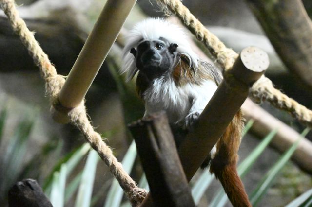 南京紅山森林動物園