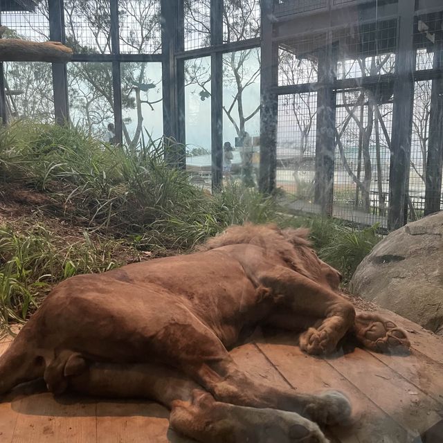 OKINAWA ZOO 