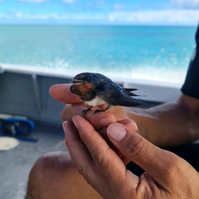 Escape to Mengalum Island