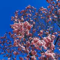 Early spring in Tokyo filled with blessings