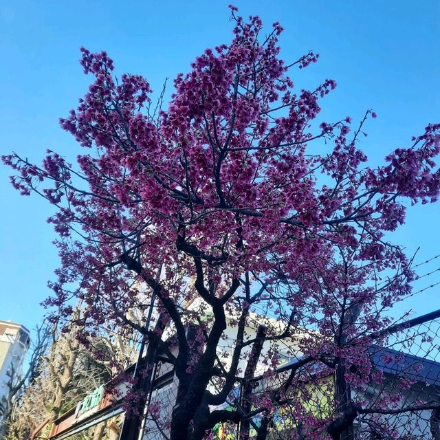 Early spring in Tokyo filled with blessings