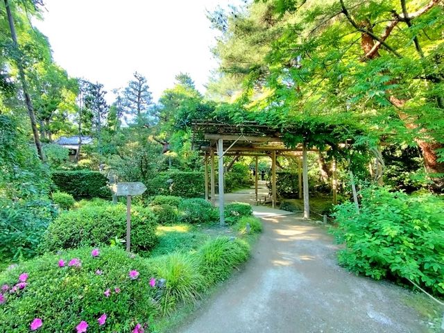 夏旅は京都へ行こう💠平安神宮『神苑』へ平安トリップ