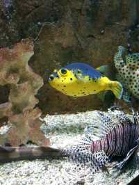 BLUE CORAL AQUARIUM KL TOWER