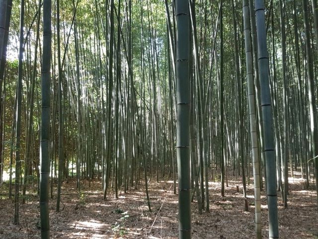 An enchanting moment at Arashiyama Bamboo Forest