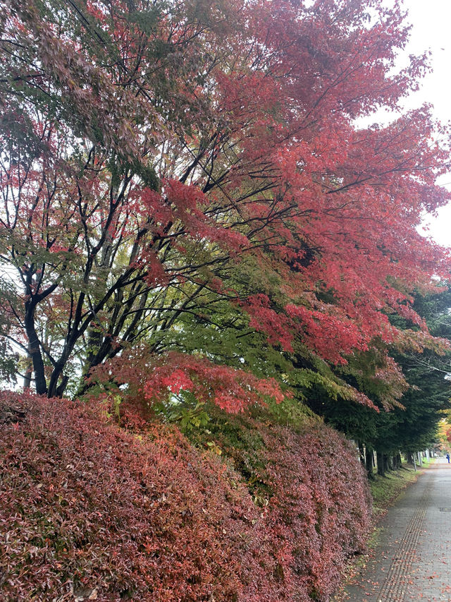 輕井澤的花葉之火焰點點黃金遍遍