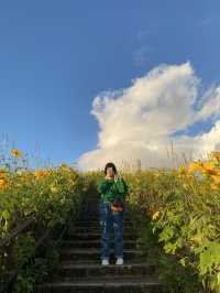 ทุ่งดอกบัวตอง | แม่ฮ่องสอน ⛰️🌼🌿🌳