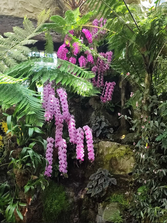 Singapore Botanic Gardens: A Serene Escape into Nature