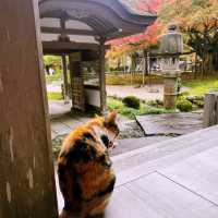 Beauty in the drizzle - Itoshima day trip 