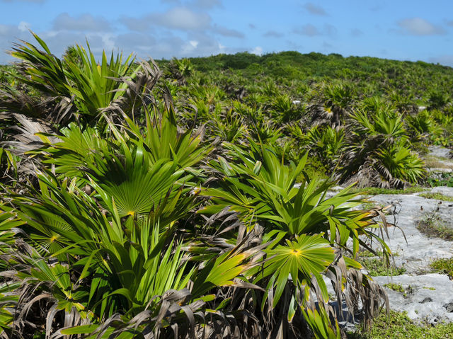 Ruins next to white sand beach 