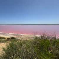 Pink Perfection: A Magical Encounter at Hutt Lagoon