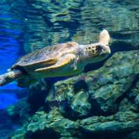 名古屋港水族館