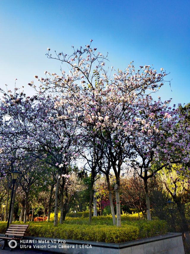 陽光康養地：攀枝花