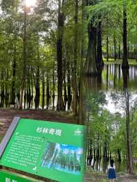 千萬別去上海青西郊野公園水上森林。