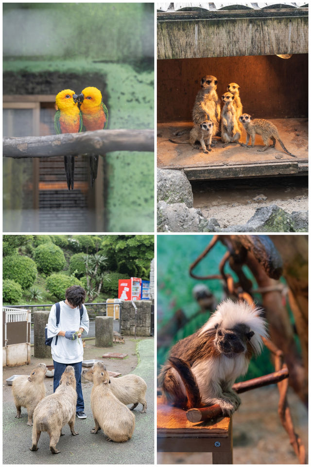 靜岡旅遊｜五遊伊豆，終於打卡了心水的動物園。