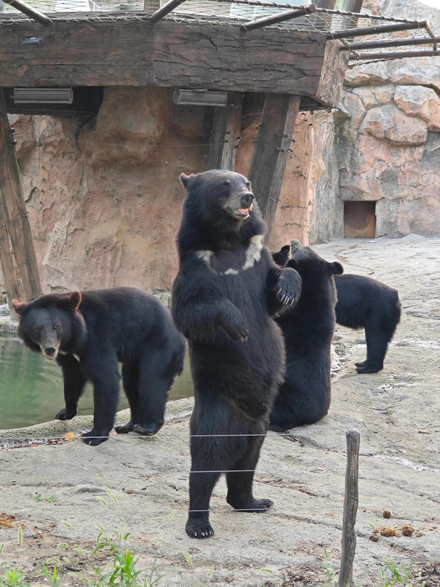 上海野生動物園‖旅遊必去小孩老人都喜歡。